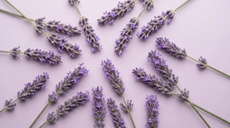 Lavendel
