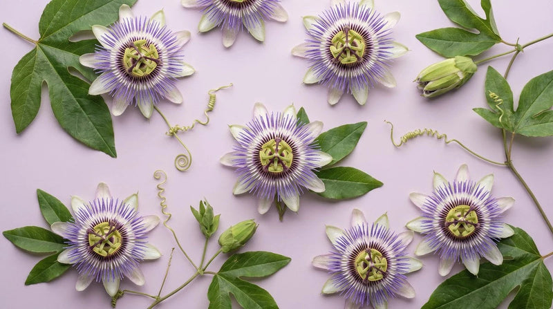 Passionsblomma